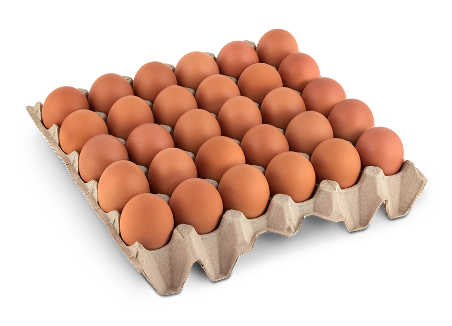 Ovo de galinha ourinhos ouriovos